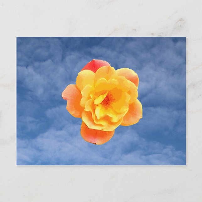 Cartão Postal Rosa de pêssego no céu azul (Frente)