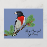 Rosa de pintura de pássaro preto vermelho Grosbeak