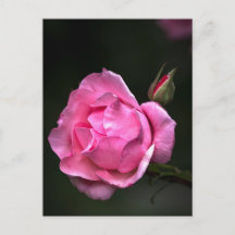 Rosa de Postal - Fotografia Floral
