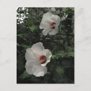 Cartão postal Rosa de Sarom