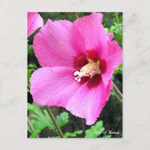 Cartão Postal Rosa de Sharon [Cartão postal]