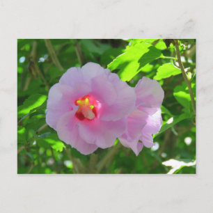 Cartão Postal Rosa de Sharon, Sunlit