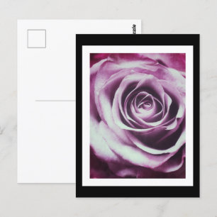 Cartão Postal Rosa de Vintage Rosa