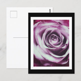 Cartão Postal Rosa de Vintage Rosa