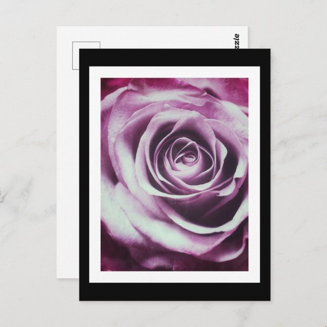 Cartão Postal Rosa de Vintage Rosa (Frente/Verso)