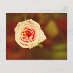 Cartão Postal Rosa Desbotada