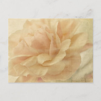 Cartão Postal rosa desbotada