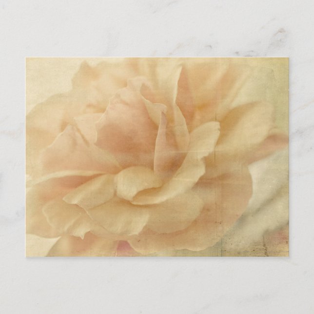 Cartão Postal rosa desbotada (Frente)