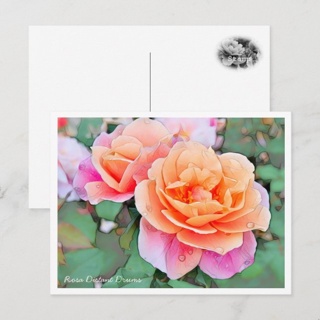 Cartão Postal Rosa Distant Drums (Frente/Verso)