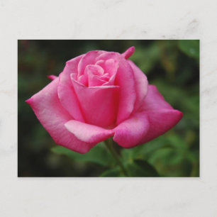Cartão Postal Rosa do rosa
