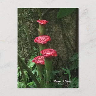 Cartão Postal Rosa do Sião