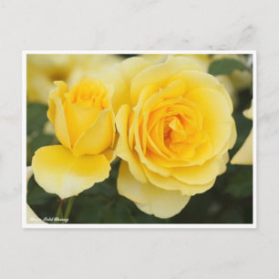 Cartão Postal Rosa Dourada Bunny