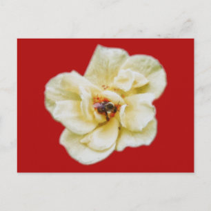 Cartão Postal Rosa e Abelha