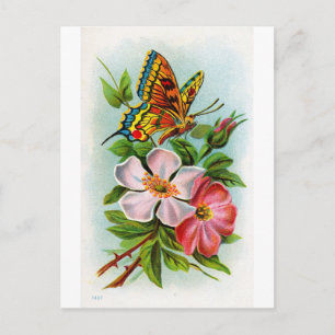 Cartão Postal Rosa e borboleta