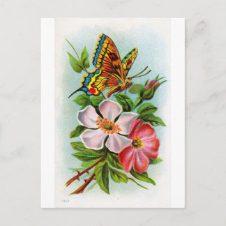 Cartão Postal Rosa e borboleta