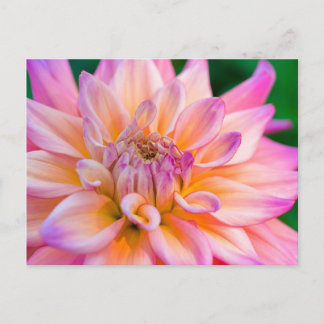 Cartão Postal Rosa e Cream Dahlia