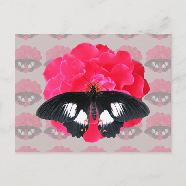 Cartão Postal Rosa e Swallowtail (Frente)