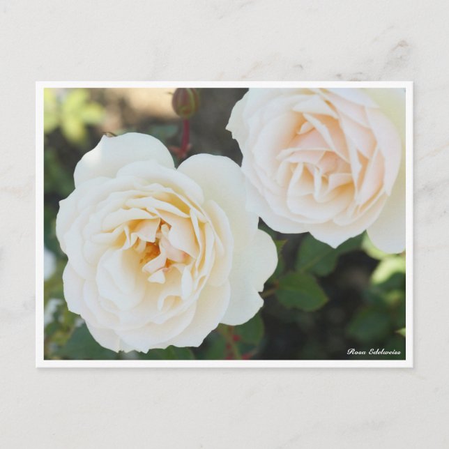 Cartão Postal Rosa Edelweiss (Frente)