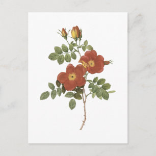 Cartão Postal rosa eglanteria (Rosa eglanteria) por Redouté