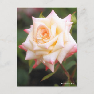 Cartão Postal Rosa Elegante Lady