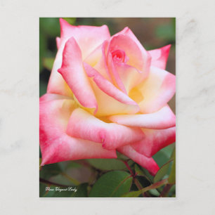 Cartão Postal Rosa Elegante Lady [Cartão Postal]