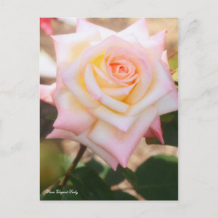 Cartão Postal Rosa Elegante Lady [Cartão Postal]