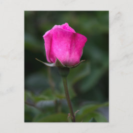 Cartão Postal Rosa Elegante Rosa