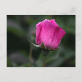Cartão postal Rosa Elegante Rosa Pálida