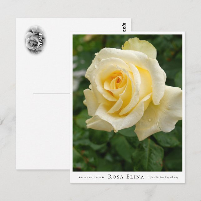 Cartão Postal Rosa Elina (Frente/Verso)