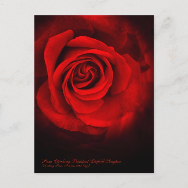 Cartão Postal Rosa Escalbing Président Léopold Senghor (Frente)