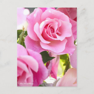 Cartão Postal Rosa espanhola Beauty [Cartão postal]