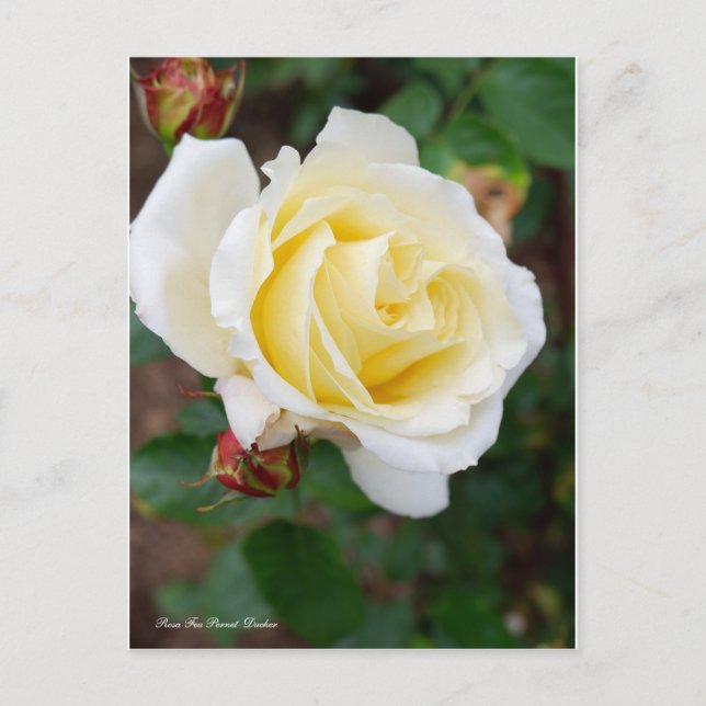 Cartão Postal Rosa Feu Pernet-Ducher [Cartão postal] (Frente)