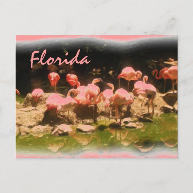 Cartão postal rosa flamingo Flórida (Frente)