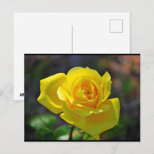 Cartão Postal Rosa Floral Amarela
