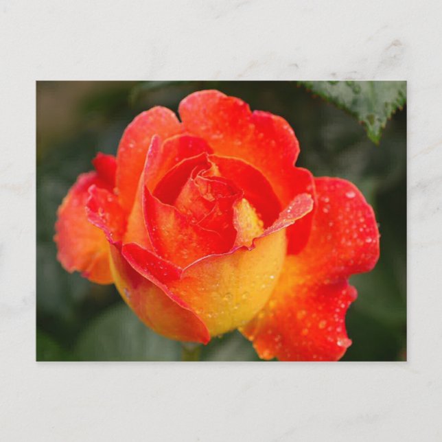 Cartão Postal Rosa Floral Laranja (Frente)
