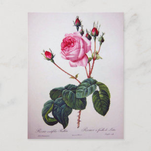 Cartão Postal Rosa floral Pierre Joseph Redouté