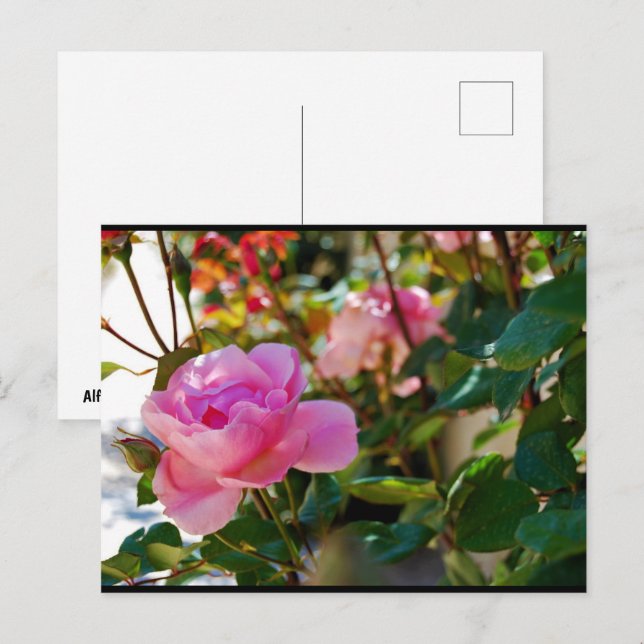 Cartão Postal Rosa Floral Rosa (Frente/Verso)