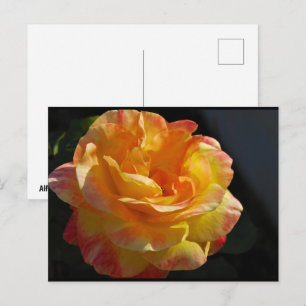 Cartão Postal Rosa Floral Rosa e Amarela