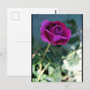 Cartão Postal Rosa Floral Roxa