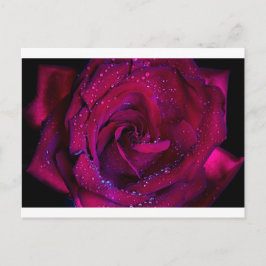 Cartão Postal rosa flores flor flor flor água vermelha gotas dat