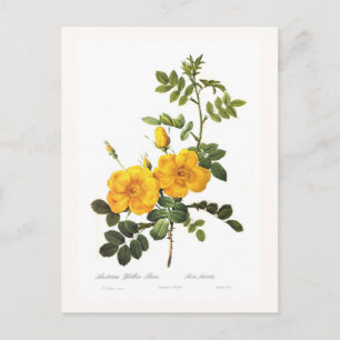 Cartão Postal Rosa foetida