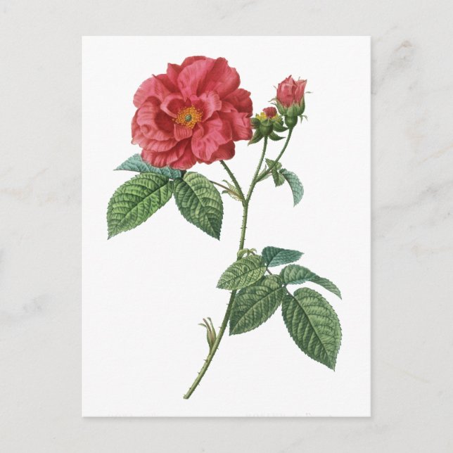 Cartão Postal rosa francesa (Rosa gallica)  (Frente)