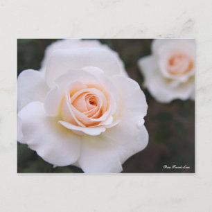 Cartão Postal Rosa French Lace [Cartão-postal]