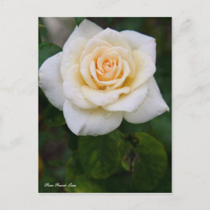 Cartão Postal Rosa French Lace [Cartão-postal]