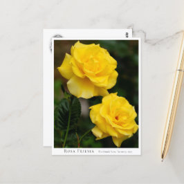 Cartão Postal Rosa Friesia