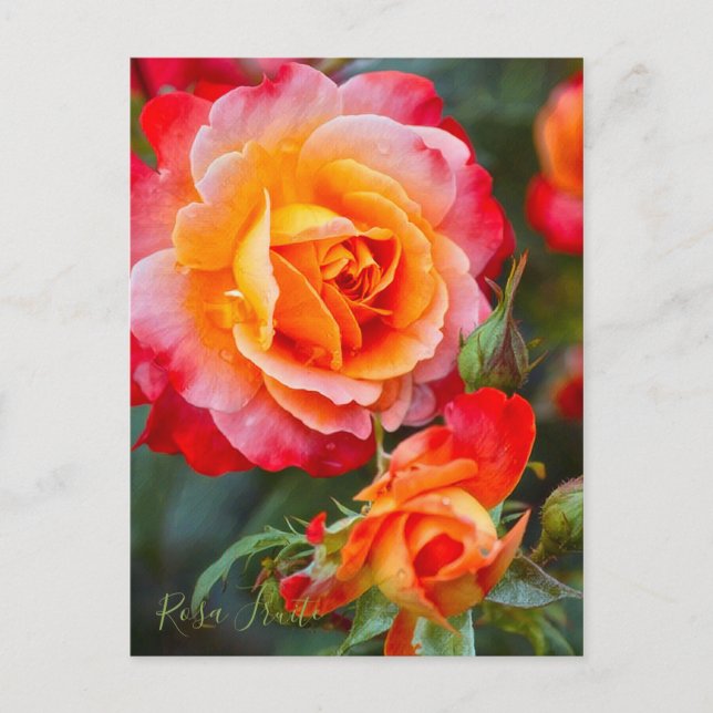 Cartão Postal Rosa Fruite [Cartão-postal] (Frente)