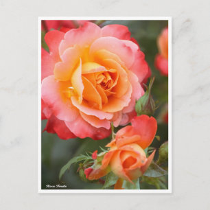 Cartão Postal Rosa Fruite:Cartão-postal