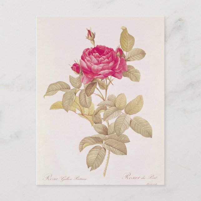 Cartão Postal Rosa Gallica, de Les Pontiana, Rosa (Frente)