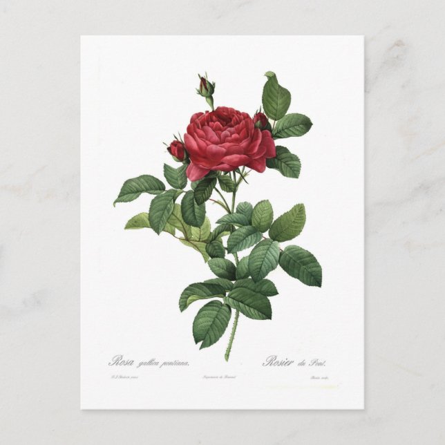 Cartão Postal Rosa gallica pontiana (Frente)
