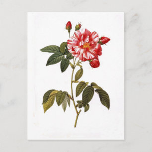 Cartão Postal Rosa gallica versicolor
